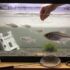 Why Did My Betta Fish Die Suddenly? (23 Common Reasons!)