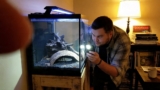 Bumblebee Catfish Care: Tank Mates, Size, And More!