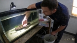 Bumblebee Goby: Secrets to Thriving Aquariums