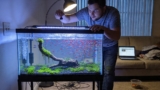 Cardinal Tetra Care: Tank Mates, Size, Lifespan  More