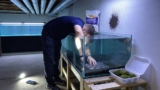 Freshwater Moss Mastery: Carpet Secrets Unveiled