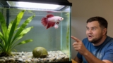 Betta Fish Tumors: Why They Happen  What To Do