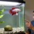 Emerald Crab 101: Care, Molting Reef Safe Advice