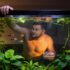 Kribensis Cichlid 101: Care, Size, Tank Requirements