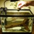 How to Build an Eco-Friendly Fish Tank That Practically Runs Itself