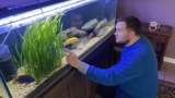 Cichlid Care Guide: Tank Setup, Breeding & Species Tips