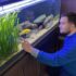 The Mysterious African Leaf Fish