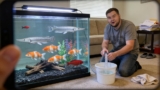 How To Remove Waste From A Fish Tank