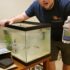 Black Neon Tetra Care: Diet, Tank Mates  Tank Setup