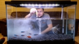 Will Cloudy Water Hurt Your Fish? ( What To Do About It)