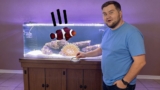 Maroon Clownfish Care Guide 101, Diet, Size, Lifespan