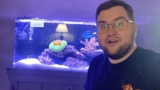 Clownfish Care Guide: Types, Tank Setup & Anemone Pairing