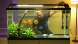 11 Popular Colorful Gourami Fish Types (with Setup Care)