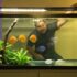 Neon Tetra Breeding: Spawn & Raise Fry Successfully