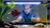 Columnaris In Bettas (Cotton Wool Disease Cure)
