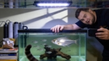 Silver Tip Tetra: Thriving in Community Tanks