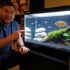 White Skirt Tetra Care: Diet, Tankmates, Size and Tank Requirements
