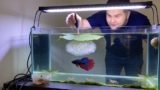 Betta Fish Eggs: Everything You Need to Know