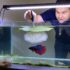 Malaysian Trumpet Snail 101: Detailed Info Care Tips