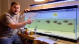 Siamese Algae Eaters: The Only Care Guide You Need