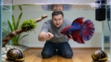 Do Bettas Need Air Pumps? ( When They’re Important)
