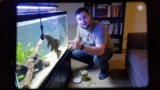 Common Pleco Care: Diet, Size, Lifespan, Tank Size