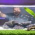 A List of Fifteen Gorgeous Betta Tank Mates