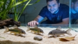Corydoras Catfish: Complete Care For These Fascinating Fish!
