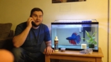Crowntail Betta 101: Care, Lifespan, Facts More!