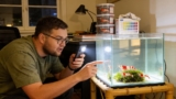 Crystal Red Shrimp 101: Care, Parameters, Breeding