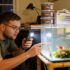 Can Bettas and Pygmy Corydoras Live Together? A Complete Guide