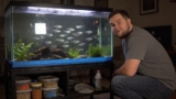 Diamond Tetra 101: Care, Tank Mates, Size More!