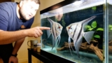 How To Tell The Difference Between Male and Female Angelfish