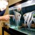 Giant Freshwater Puffer: Essential Care Guide