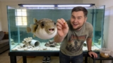 Dog-Faced Puffer 101: Care, Diet, Mates, Teeth and Tank Size