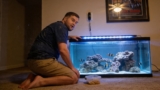 Domino Damsel Care: Diet, Mates, Diseases, Tank and Breeding