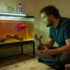 Glowlight Tetra 101: Care, Tank Mates, Breeding More
