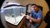 Dwarf Crayfish Care: Tank Mates, Food, Size  More