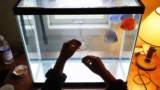 Dwarf Gourami: Secrets to Thriving Aquariums