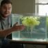 How Long Can A Betta Fish Go Without Food? (Vet Approved)
