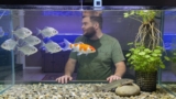 The Absolute Best Fish for Aquaponics: Edible & Ornamental Options