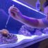 Pregnant Zebra Danio: What to Look for and What to Do