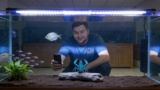 Electric Blue Crayfish: Full Care Guide (Setup, Mates  Diet)
