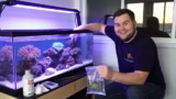 Emerald Crab 101: Care, Molting Reef Safe Advice