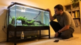 Emerald Dwarf Rasbora 101: The Complete Care Guide