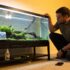 What Do Betta Fish Like In Their Tanks?