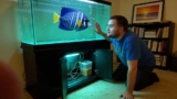 Emperor Angelfish 101: Care, Lifespan, Facts More!