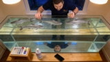 Bala Sharks Thrive: Essential Care Tips