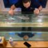 How Long Do Guppies Live? (10 Tips For Long Life)