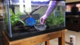 Electric Blue Acara: Essential Care Guide